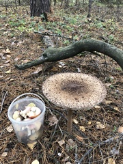 Macrolepiota procera