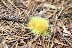 Calliteara pudibunda