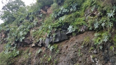 Agave attenuata