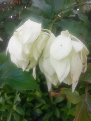 Pseudomussaenda flava