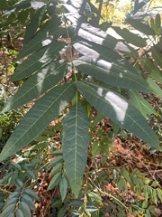 Toona sinensis