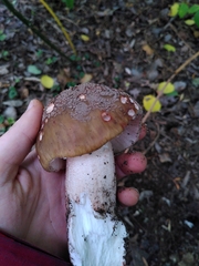 Russula cyanoxantha