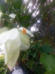 Pseudomussaenda flava