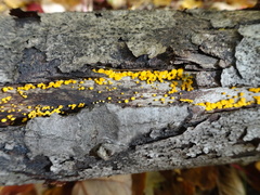 Calycina
