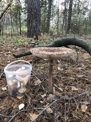 Macrolepiota procera