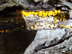 Calycina