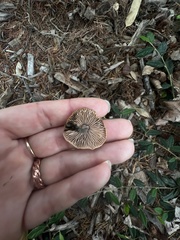 Gymnopus brassicolens