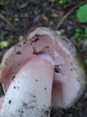 Russula cyanoxantha