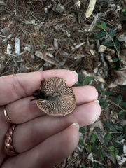 Gymnopus brassicolens