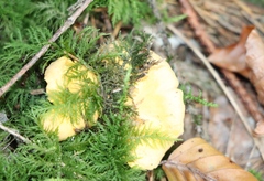 Cantharellus cibarius