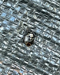 Pangaeus bilineatus