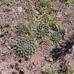 Mammillaria uncinata