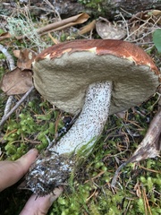 Leccinum