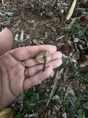 Gymnopus brassicolens