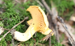 Cantharellus cibarius