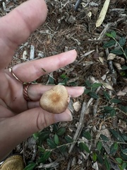 Gymnopus brassicolens