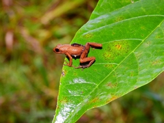Andinobates cassidyhornae