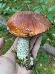 Leccinum