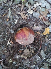 Russula cyanoxantha