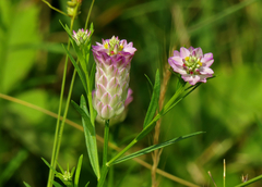 Polygala sanguinea
