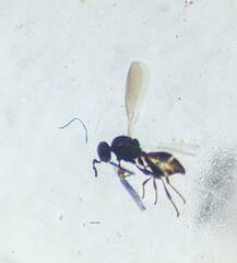 Platygastridae