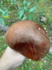 Leccinum