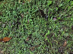 Trimeresurus stejnegeri