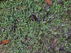 Trimeresurus stejnegeri