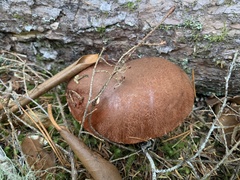 Leccinum