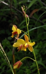 Spathoglottis pubescens
