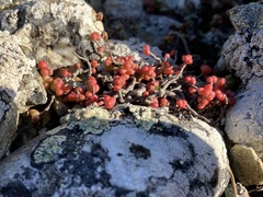 Sedum brevifolium