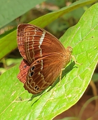 Abisara abnormis