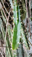 Disocactus speciosus speciosus