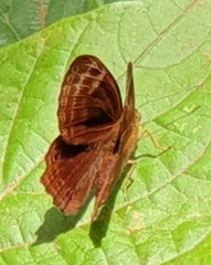Abisara abnormis
