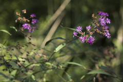 Vernonia gigantea