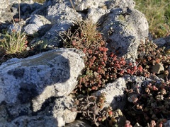 Sedum brevifolium