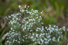 Eupatorium hyssopifolium