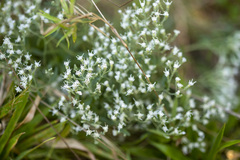 Eupatorium hyssopifolium