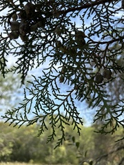 Juniperus