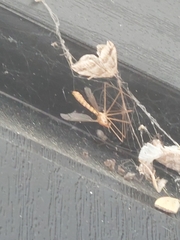 Nephrotoma ferruginea