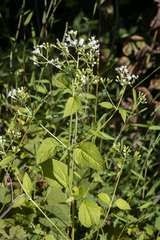 Chromolaena odorata