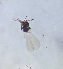 Platygastridae