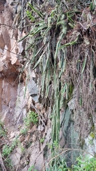 Disocactus speciosus speciosus