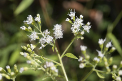 Chromolaena odorata