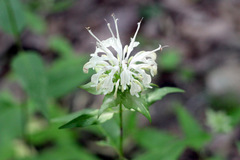 Monarda austroappalachiana