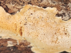 Antrodiella