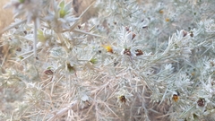 Berkheya ferox