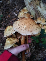 Pholiota squarrosa
