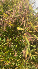 Chasmanthium latifolium