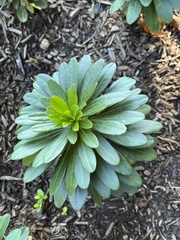 Leucanthemum maximum